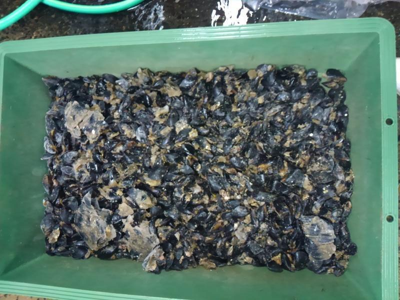 石鯛用撒き餌にカラス貝入荷していますよ: 店長こせき自由奔放日記